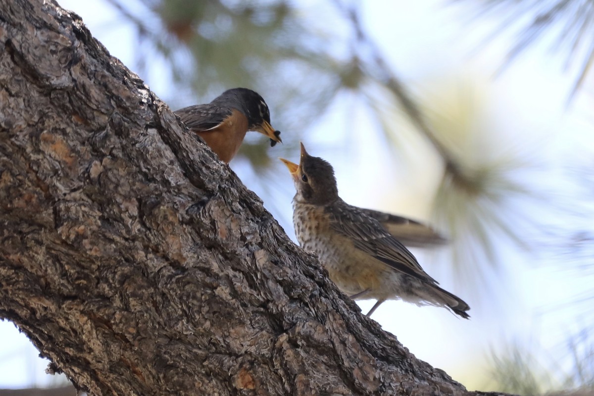 American Robin - ML589016951