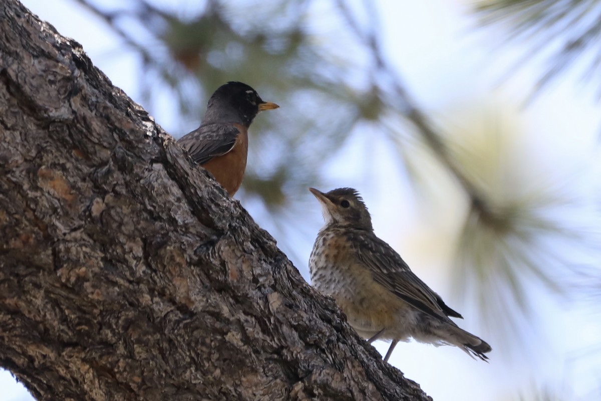 American Robin - ML589016961