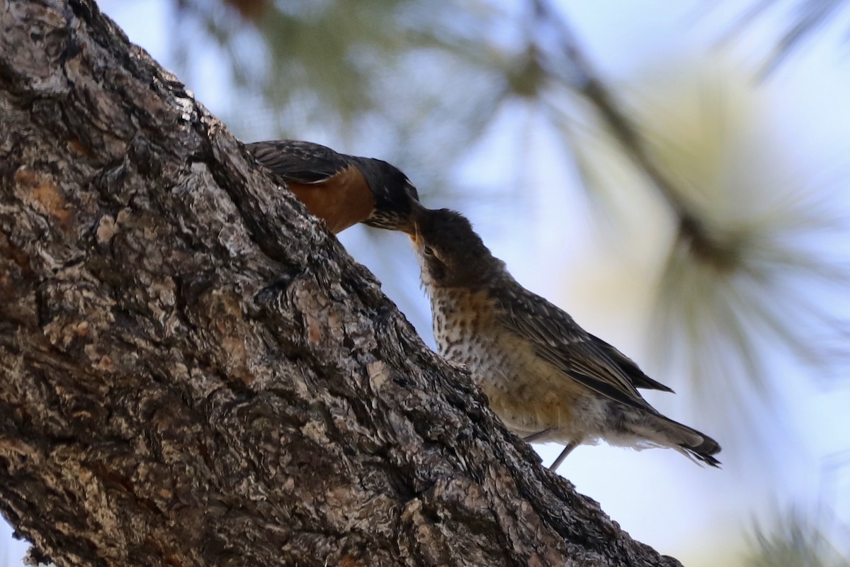 American Robin - ML589016971