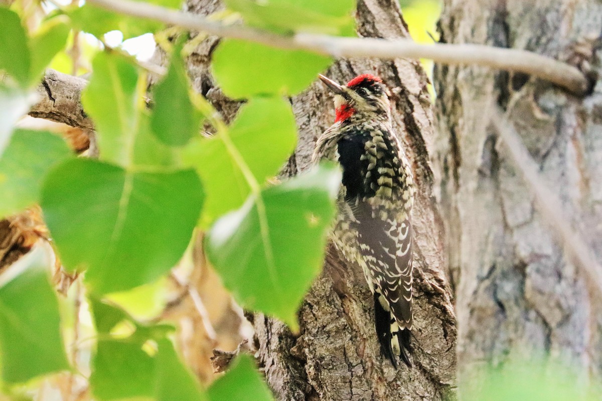 Red-naped Sapsucker - ML589017491