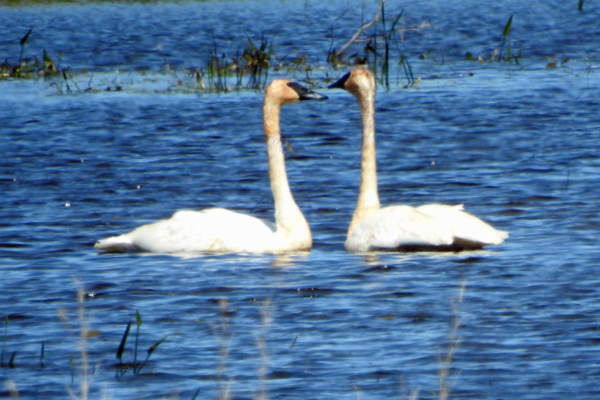 Trumpeter Swan - Judy Matsuoka