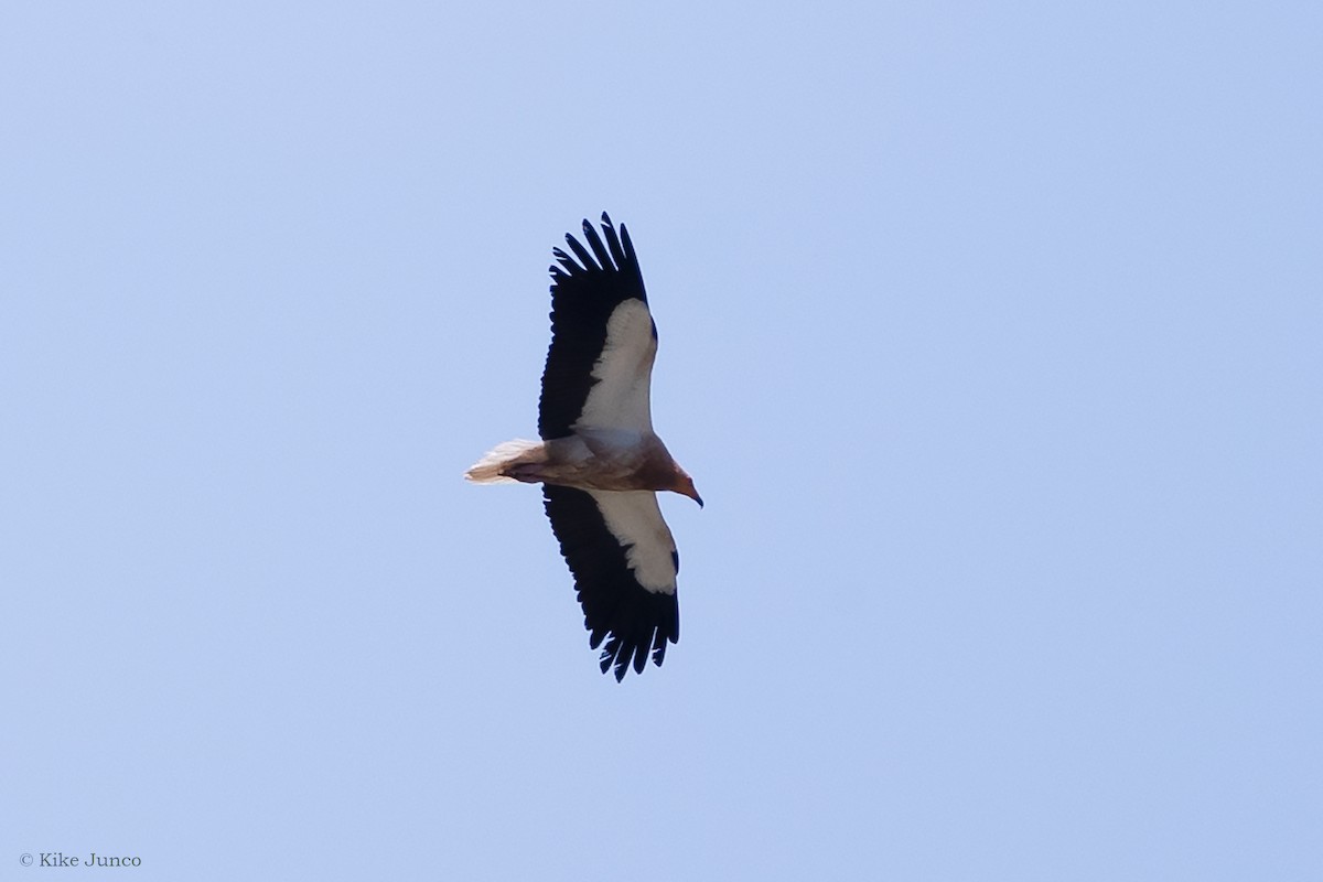 Egyptian Vulture - ML589018041