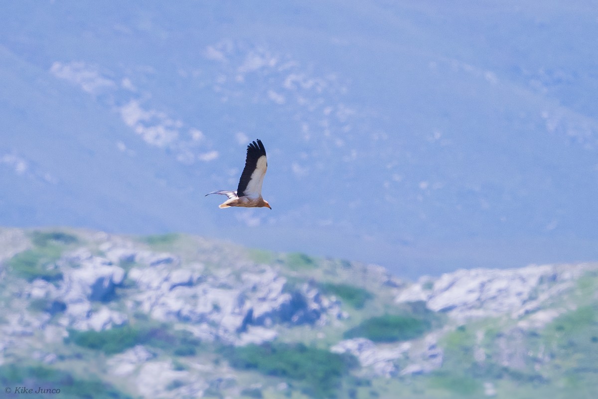 Egyptian Vulture - ML589018051