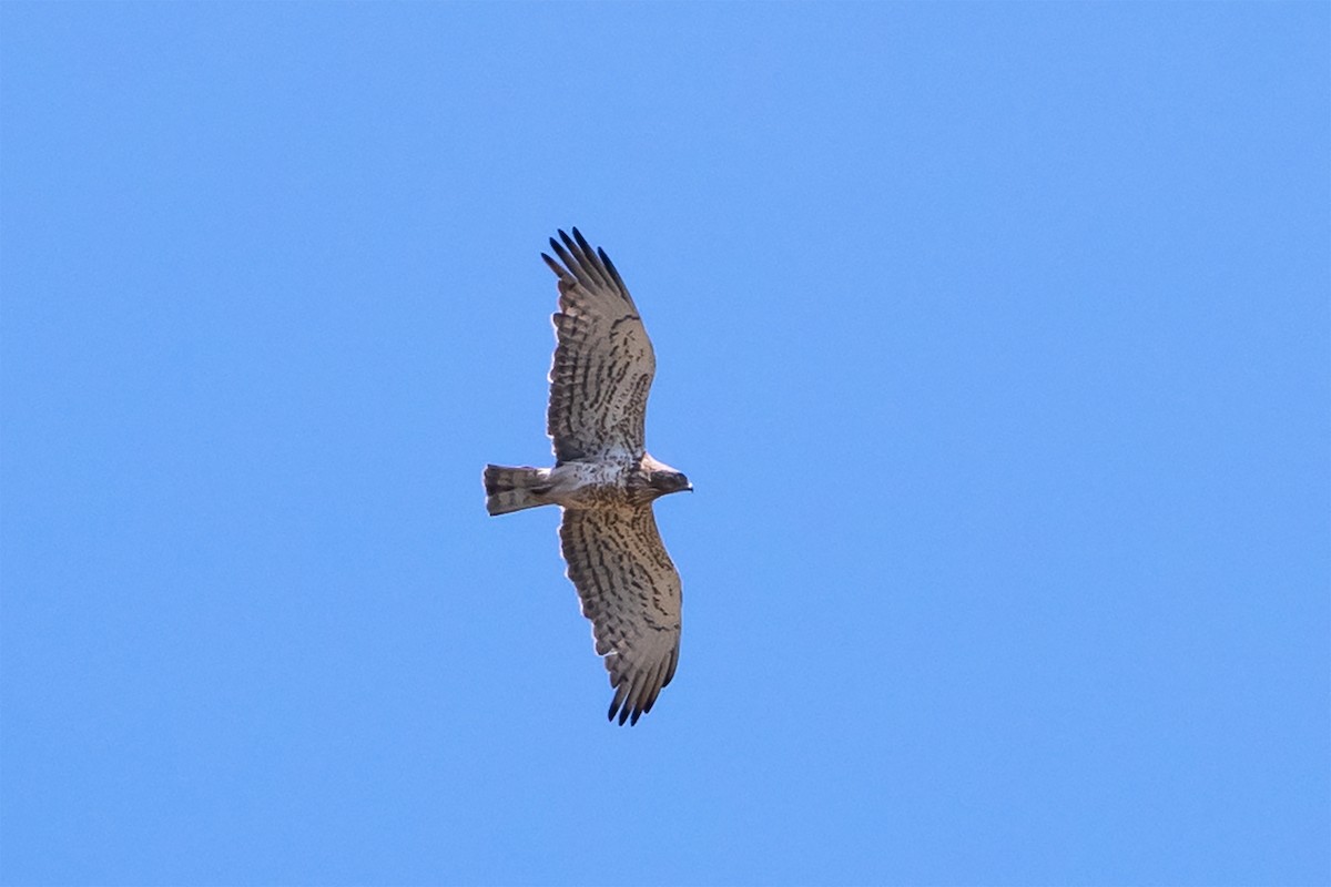 Short-toed Snake-Eagle - ML589018201