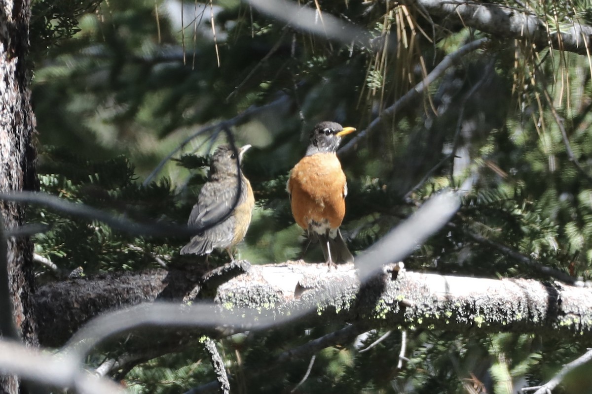 American Robin - ML589019351