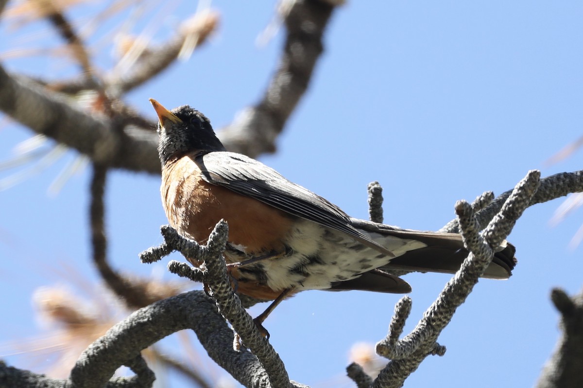 American Robin - ML589019361