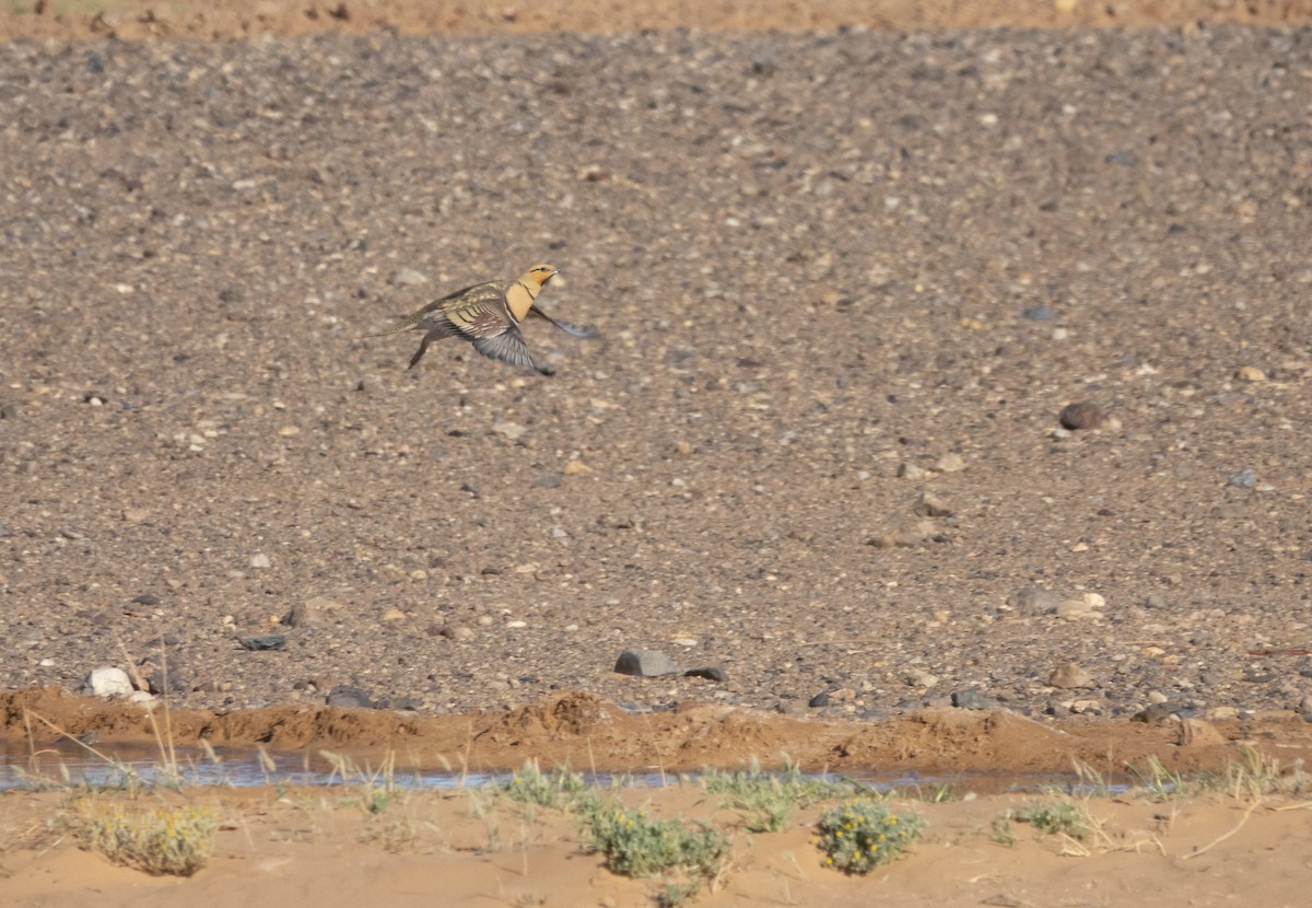 Pin-tailed Sandgrouse - Simon Gorta
