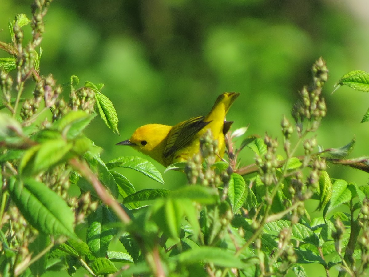 Yellow Warbler - Tom Preston