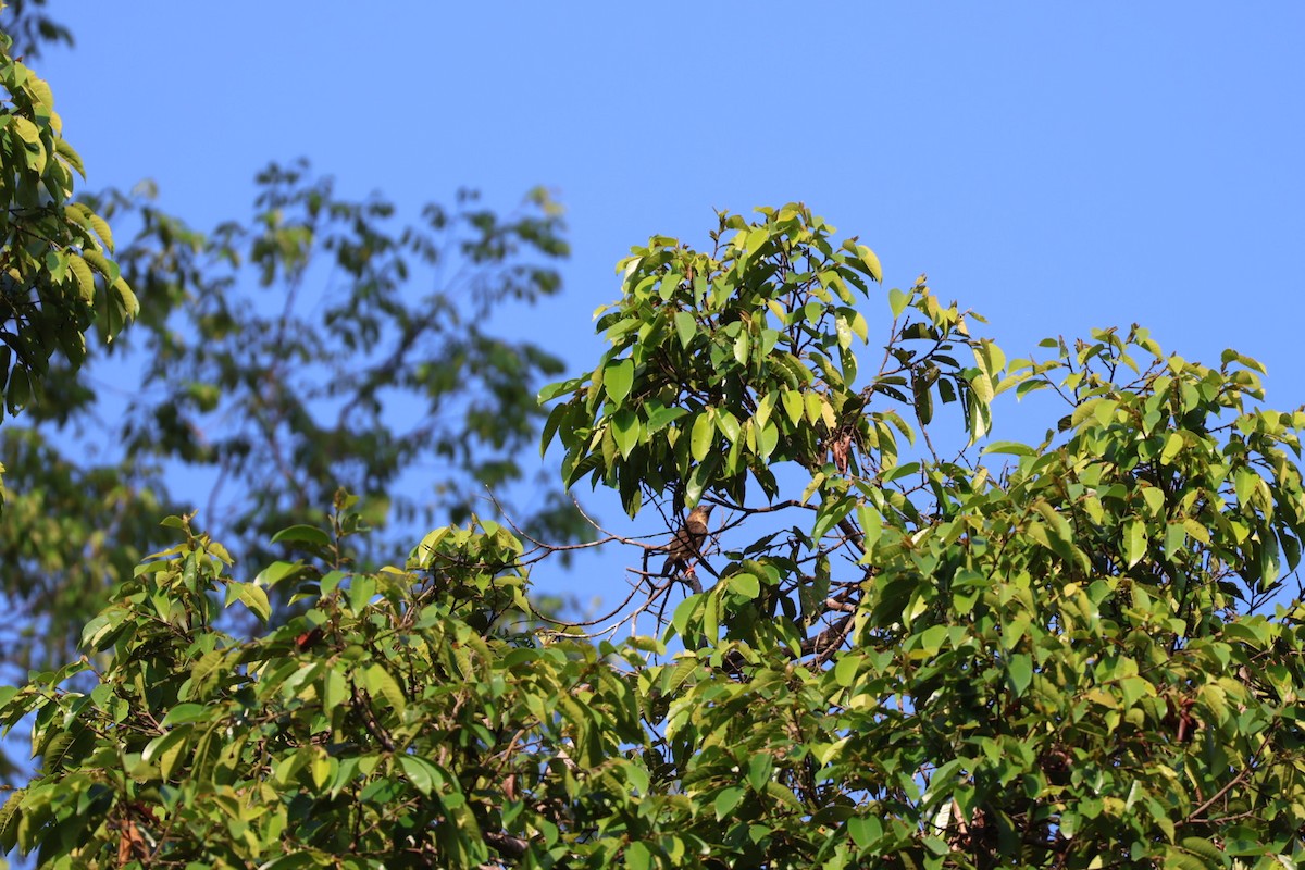 barbet tmavý - ML589020361