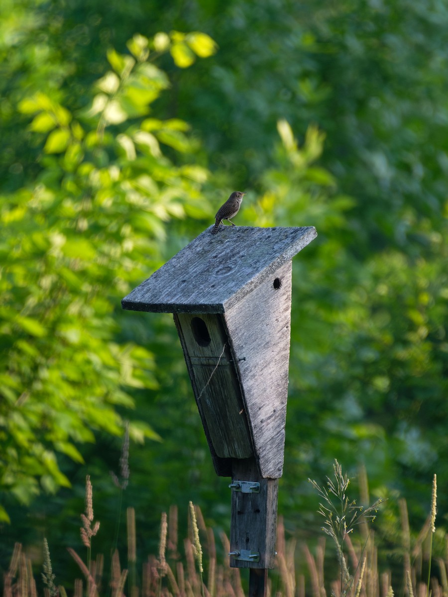 Northern House Wren - ML589020431