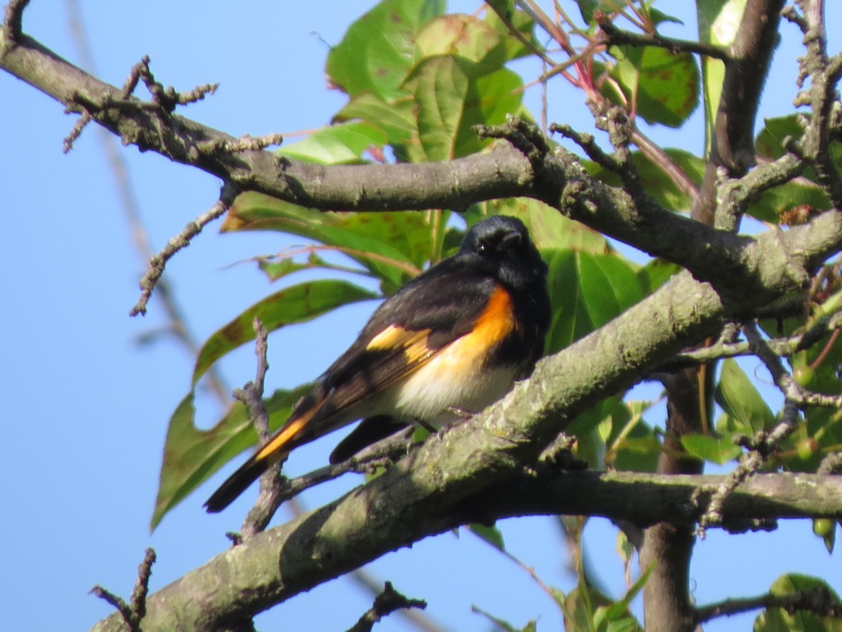 American Redstart - ML58902061