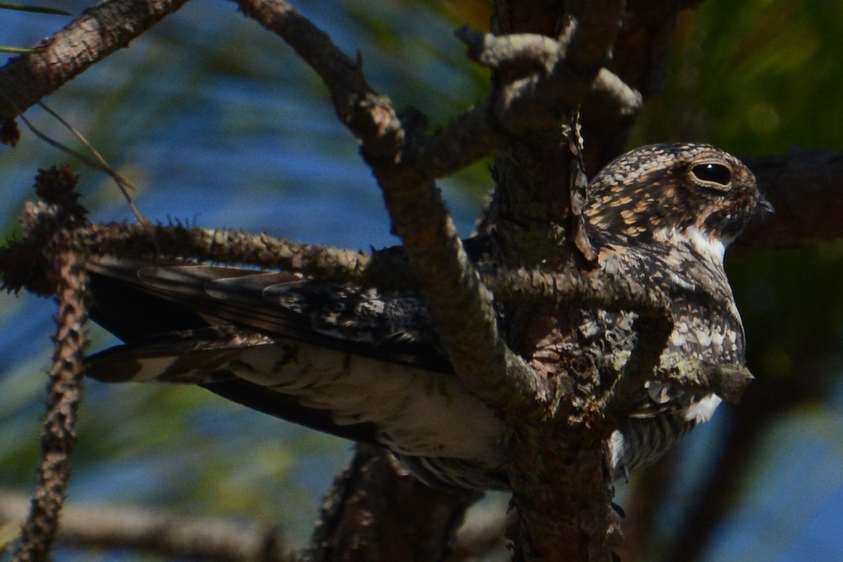 Common Nighthawk - Marie O'Neill