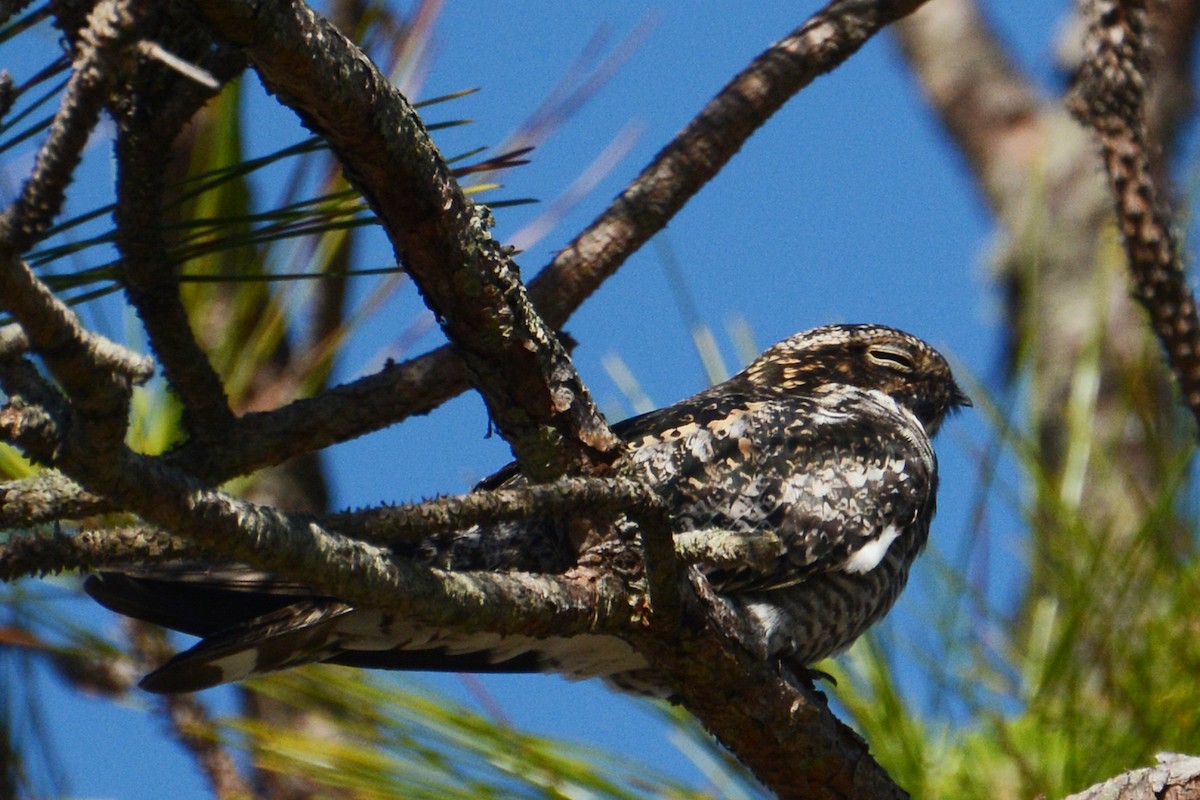 Common Nighthawk - Marie O'Neill