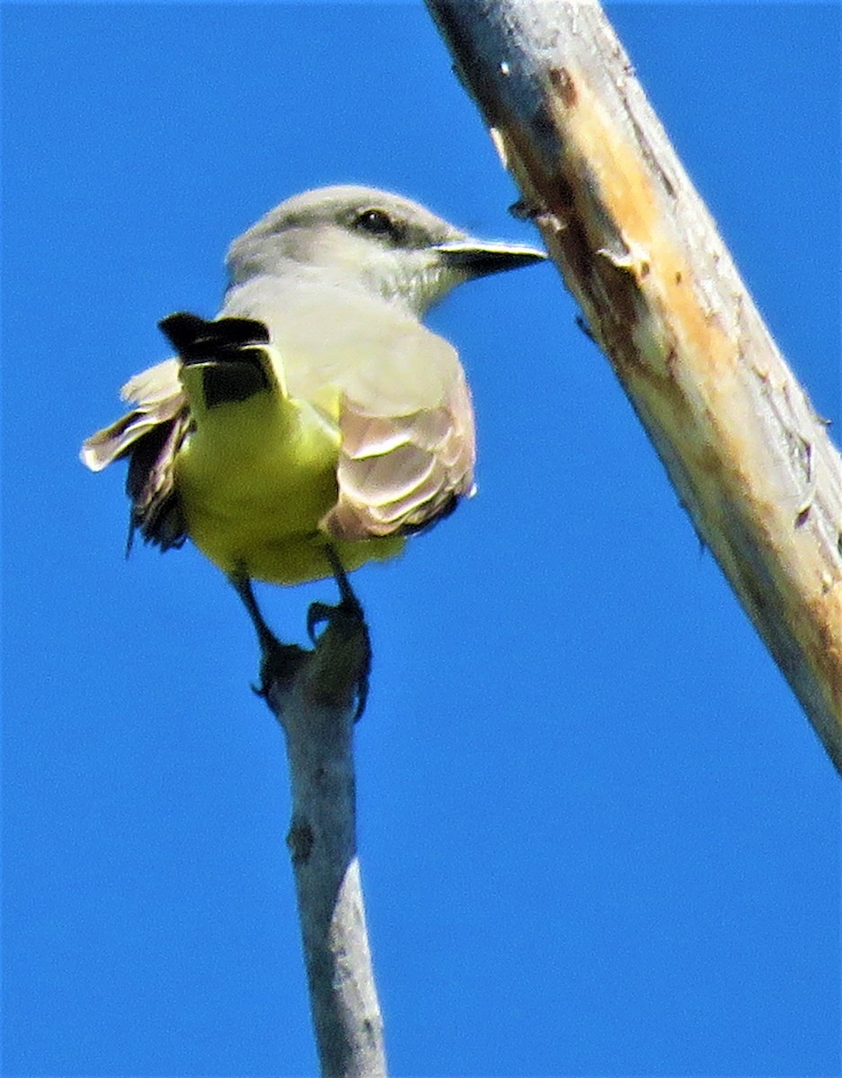 Western Kingbird - ML589021281