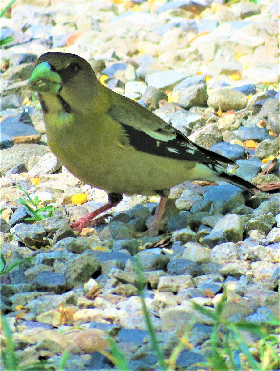 Evening Grosbeak - ML589021421