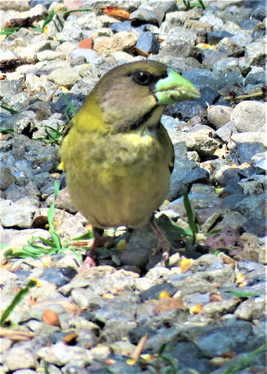 Evening Grosbeak - ML589021431