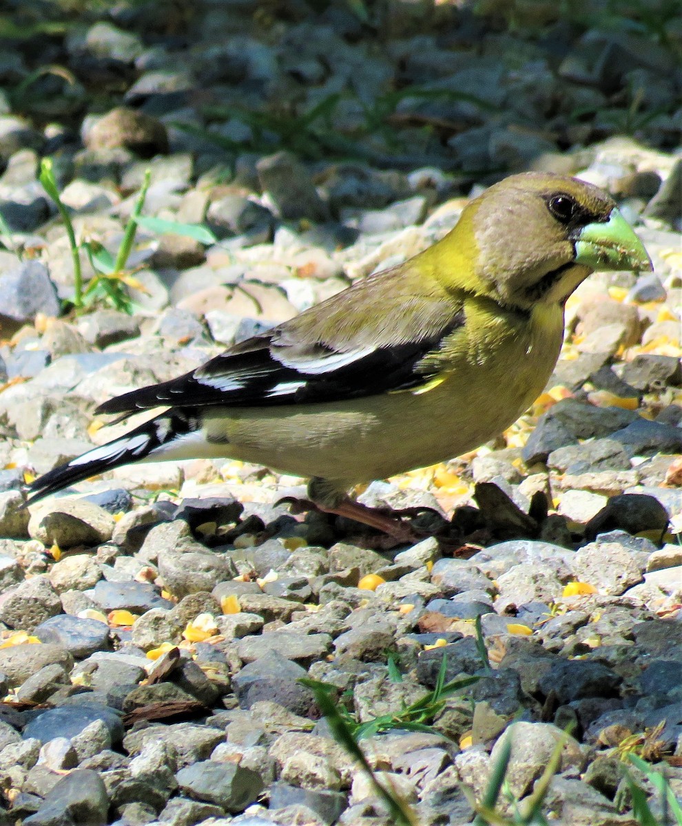 Evening Grosbeak - ML589021441