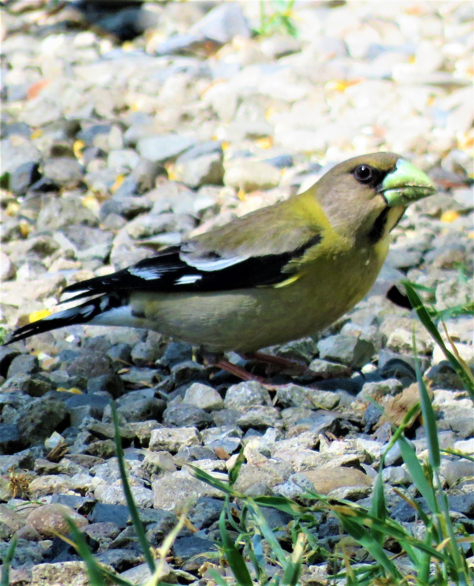 Evening Grosbeak - ML589021451