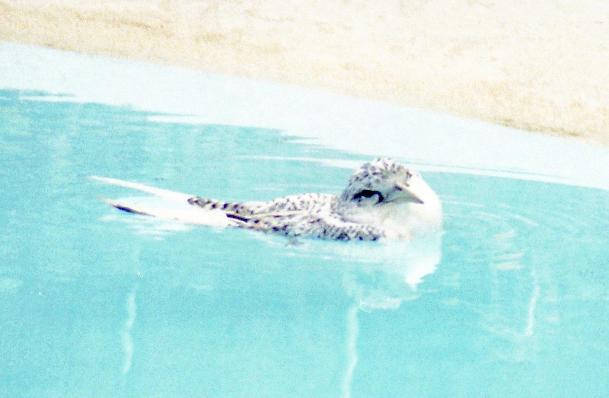 White-tailed Tropicbird - ML589022981