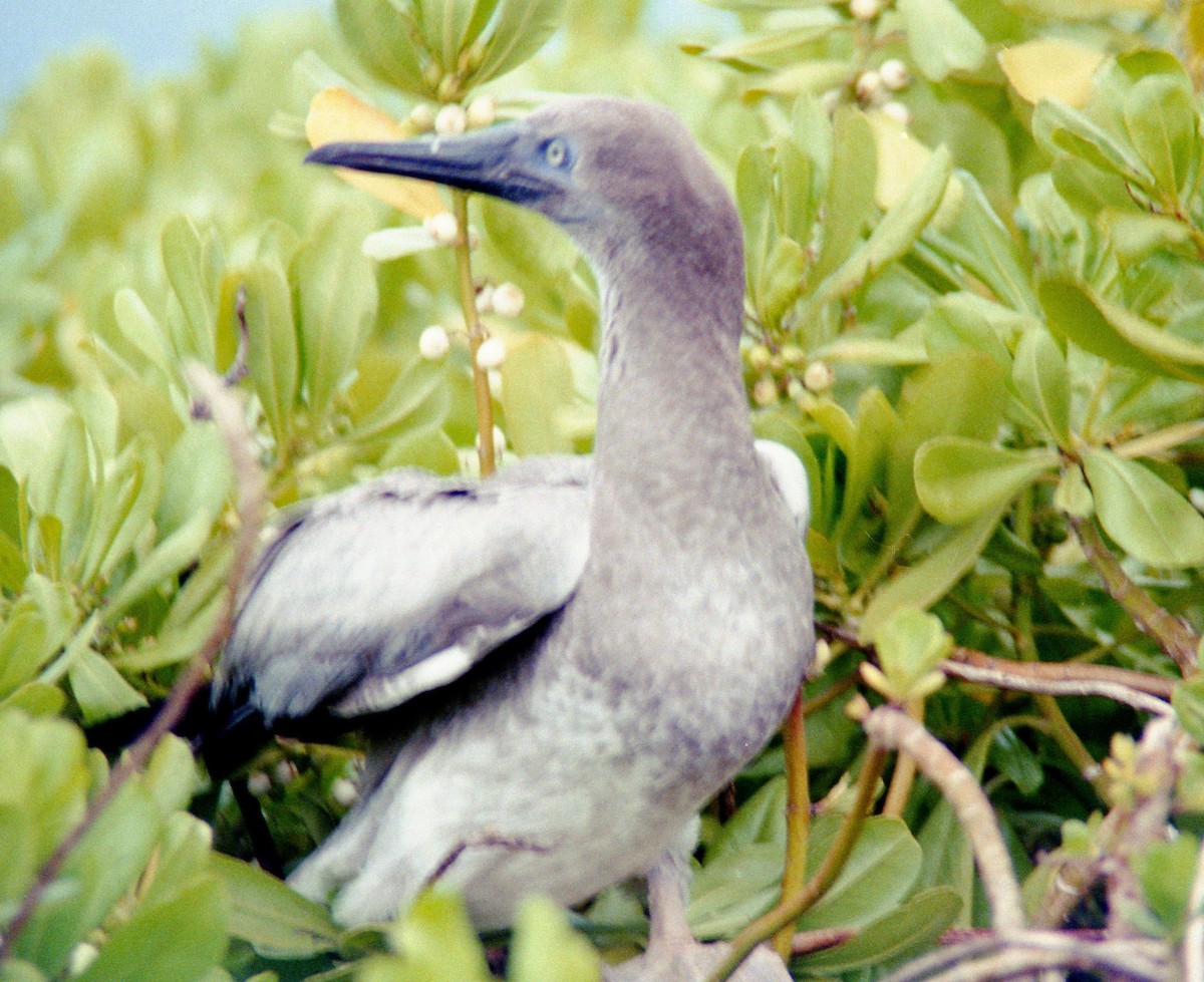 Red-footed Booby - ML589023091
