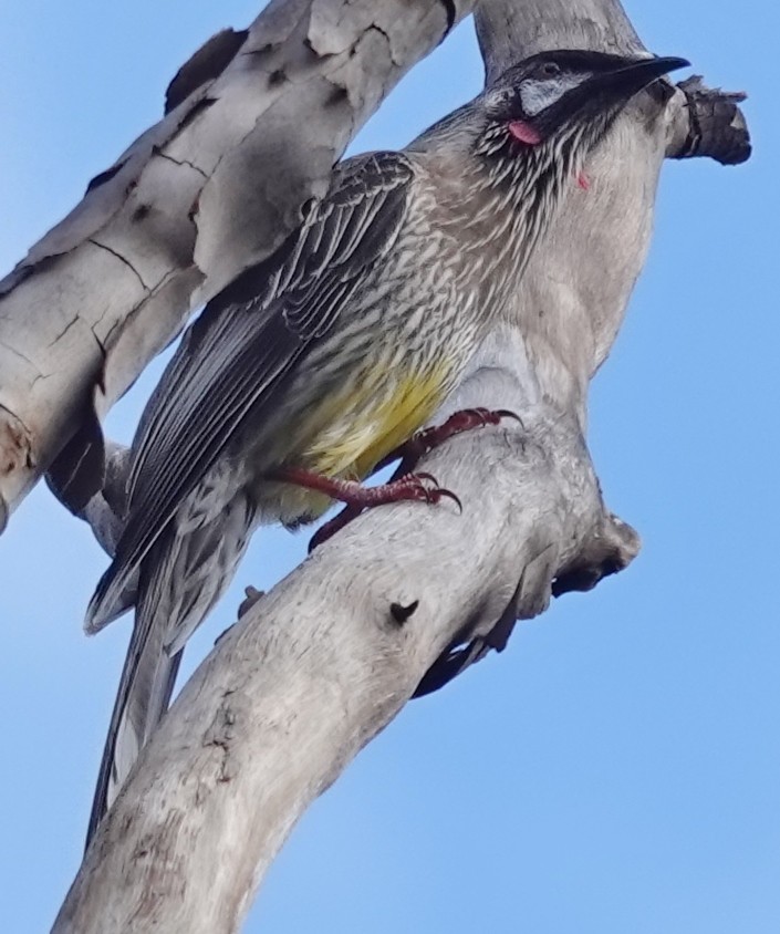 Red Wattlebird - Alan Coates