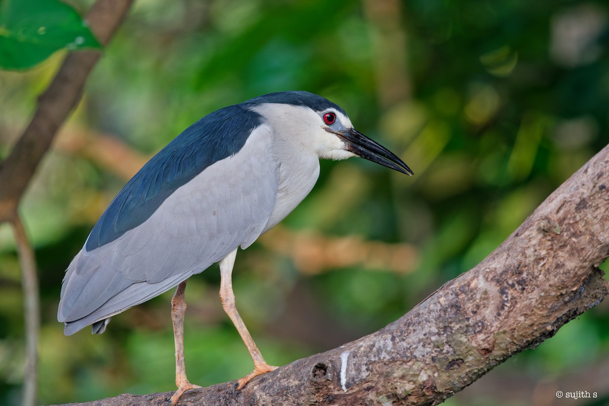 Black-crowned Night Heron - Sujith S