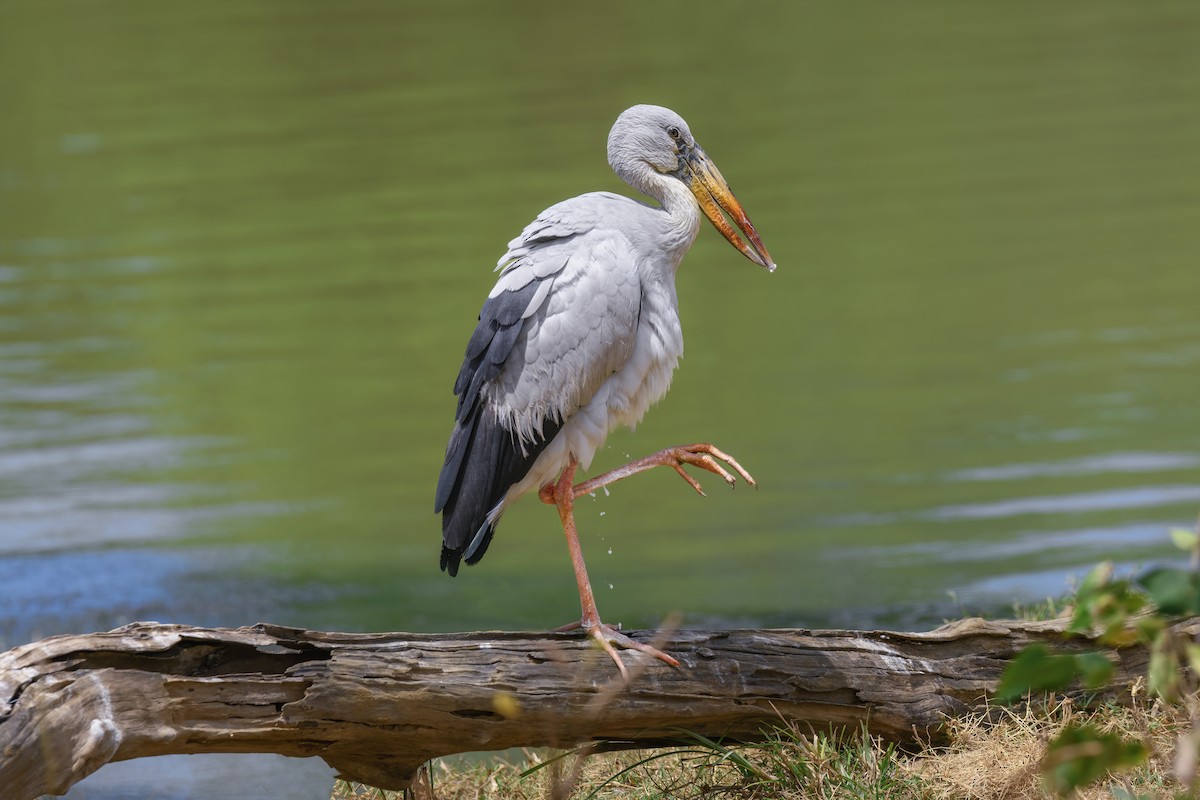 Asian Openbill - Valery Treitsiak