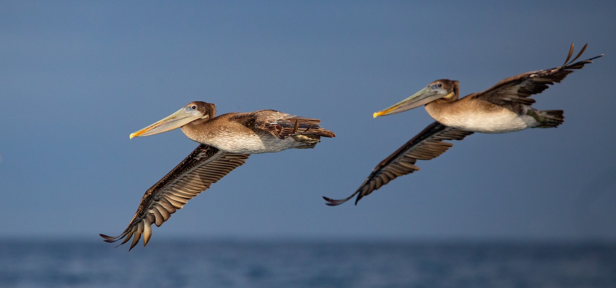 Brown Pelican - ML589023831