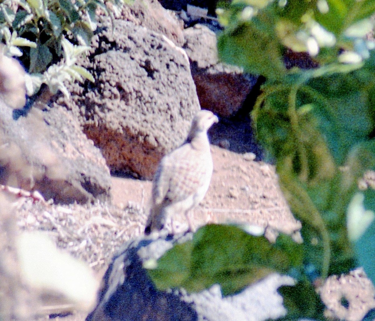 Gray Francolin - ML589024311