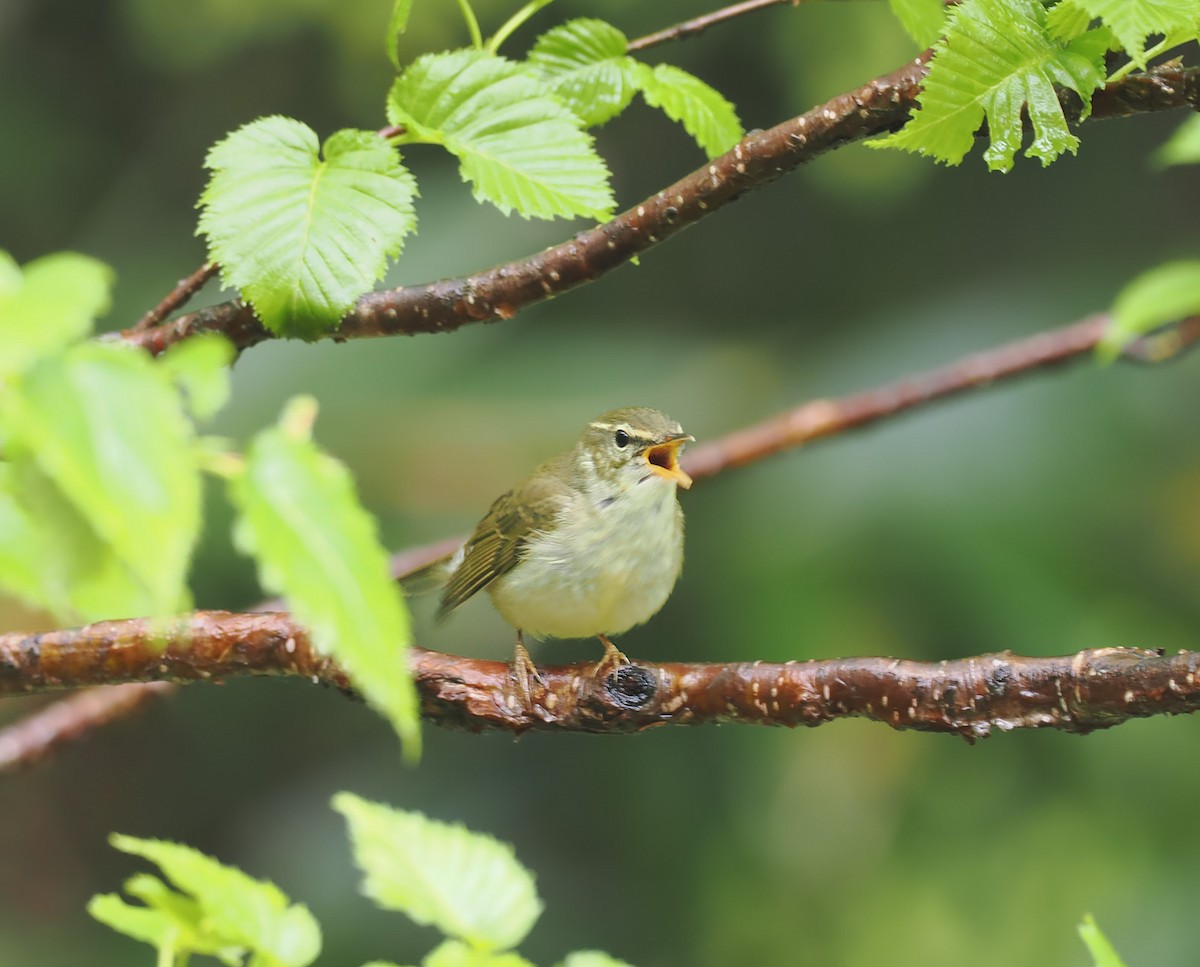 Japanese Leaf Warbler - Andrew Whitehouse