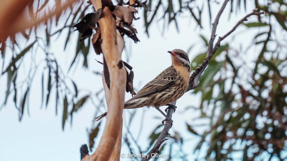 Spiny-cheeked Honeyeater - ML589024871