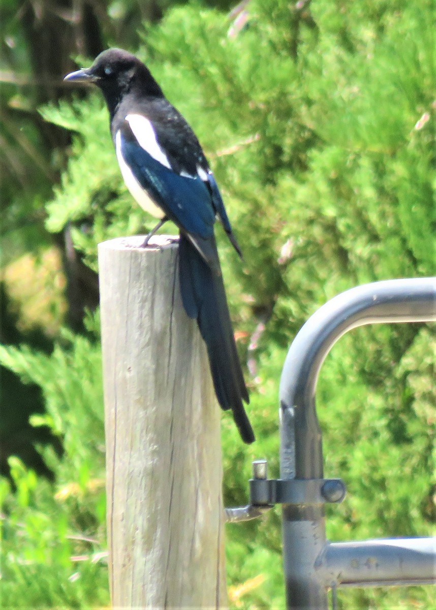Black-billed Magpie - ML589025071
