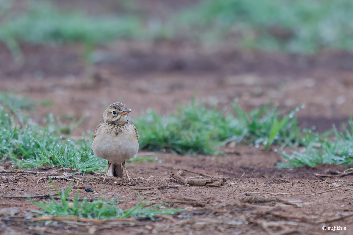 Paddyfield Pipit - Sujith S