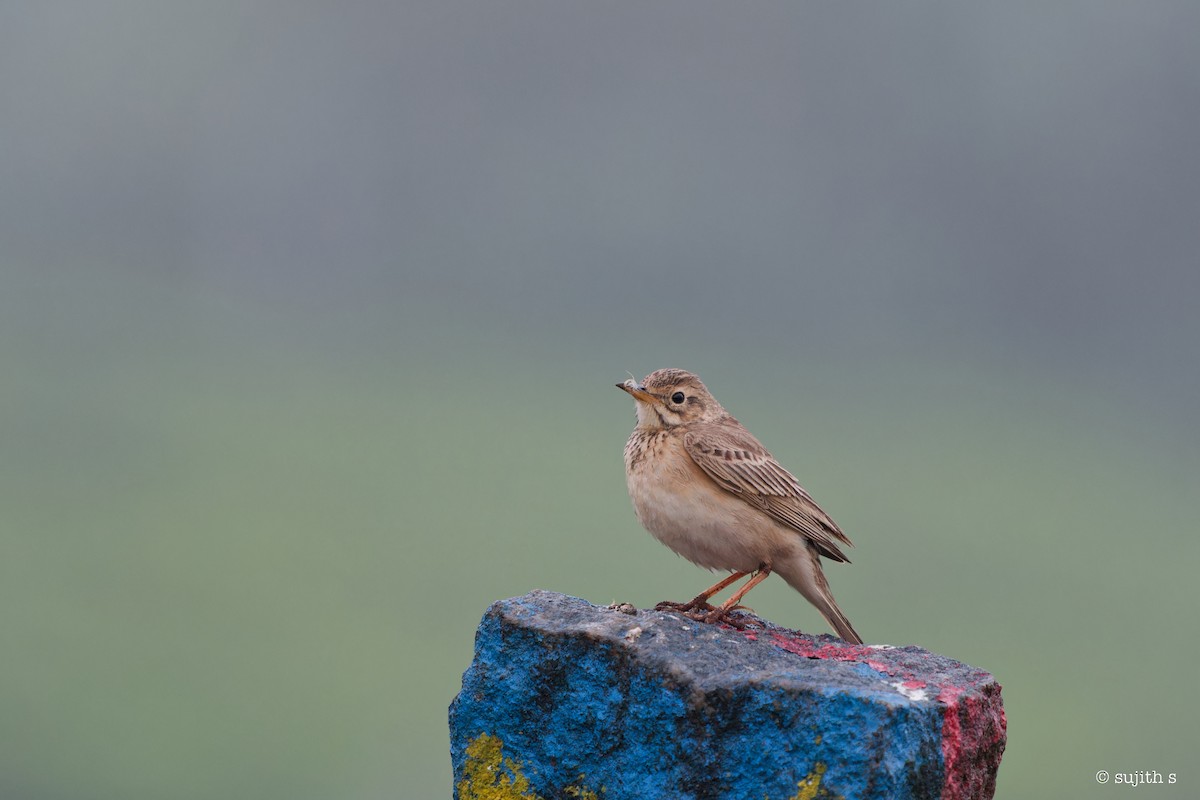 Paddyfield Pipit - Sujith S
