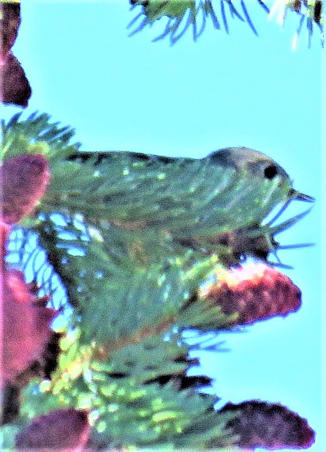 Ruby-crowned Kinglet - ML589025111