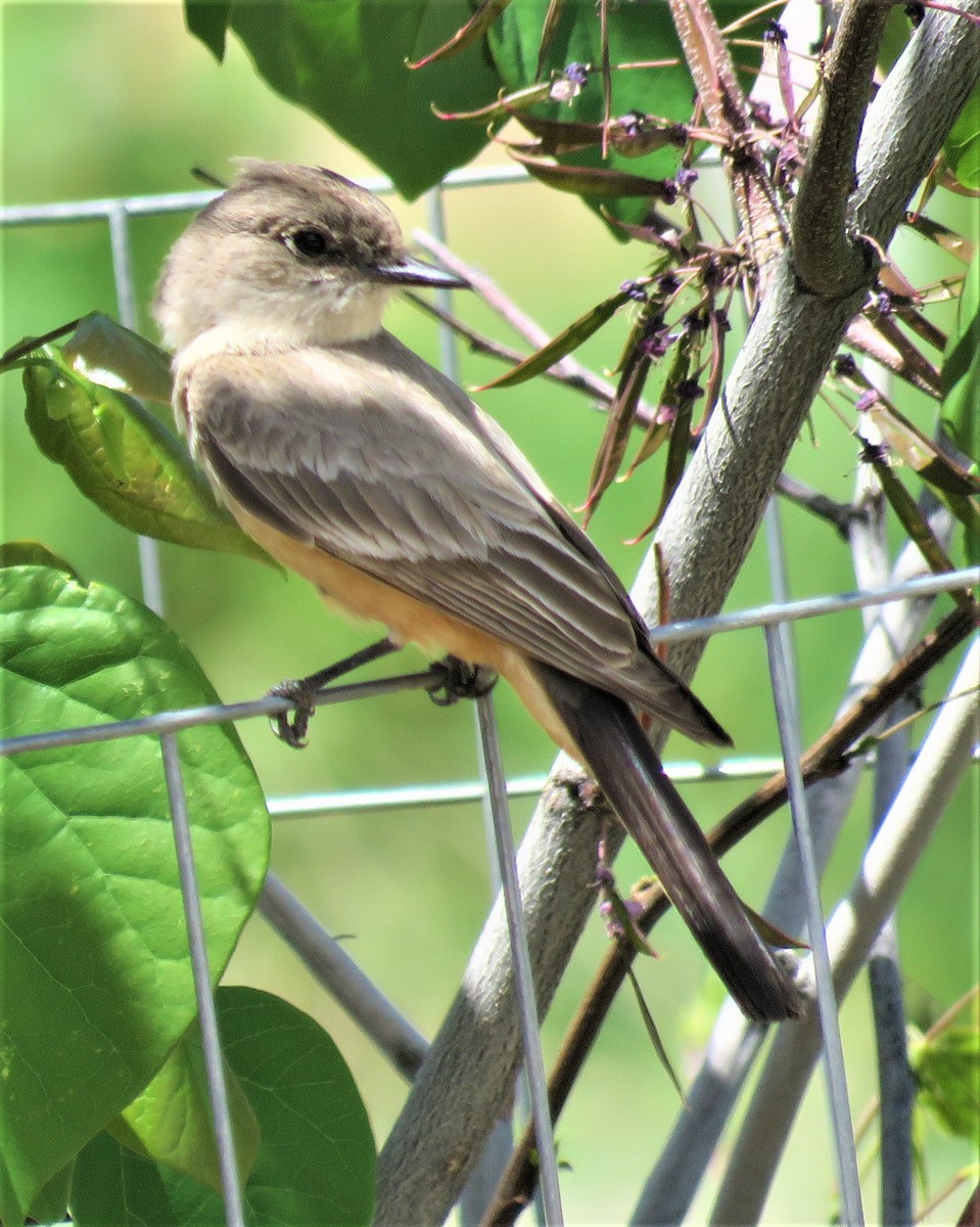 Say's Phoebe - ML589025161
