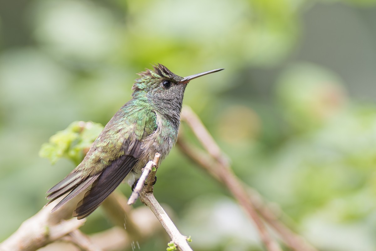 Versicolored Emerald - Marcelo  Telles