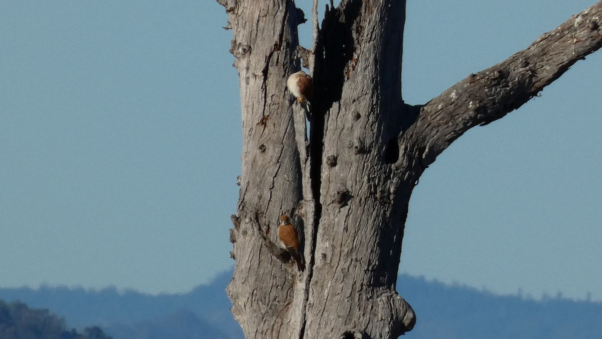 Nankeen Kestrel - ML589026131