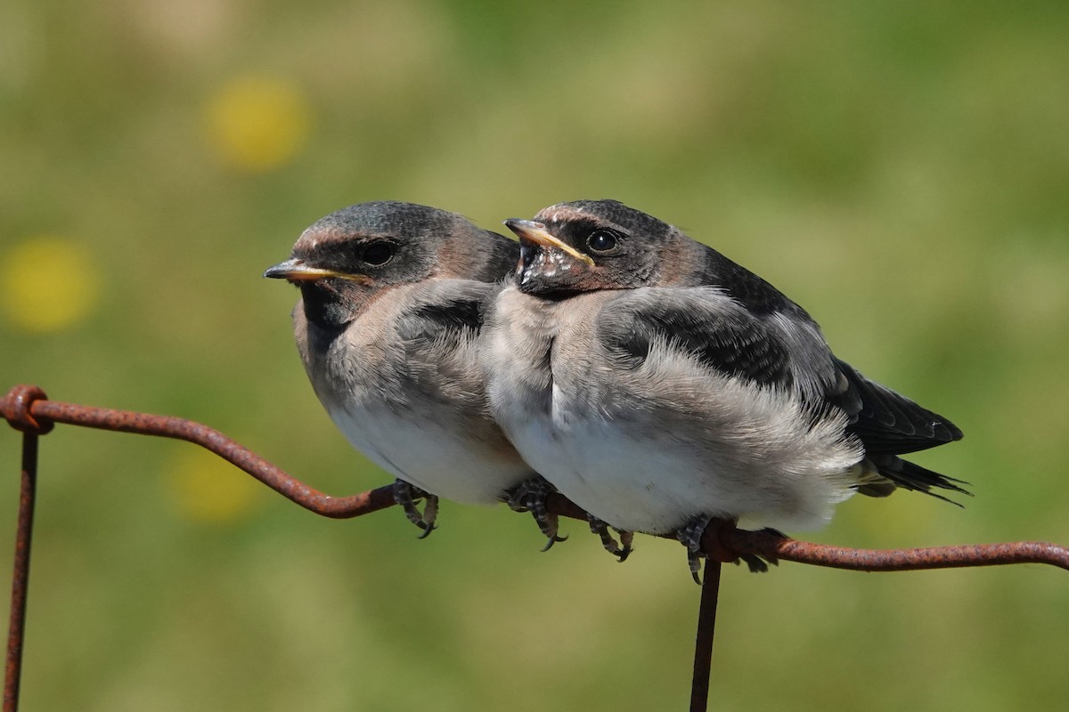 Cliff Swallow - Cliff Cordy