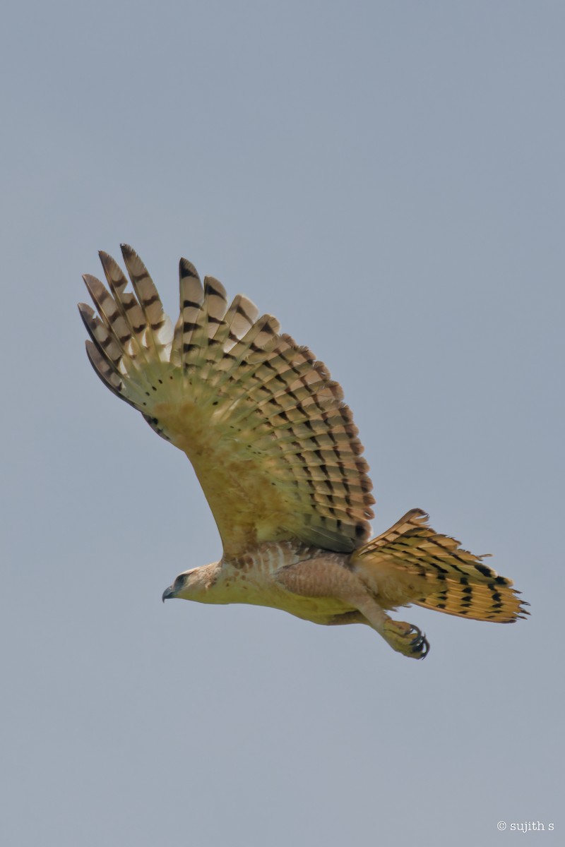 Цейлонский хохлатый орёл - ML589027351