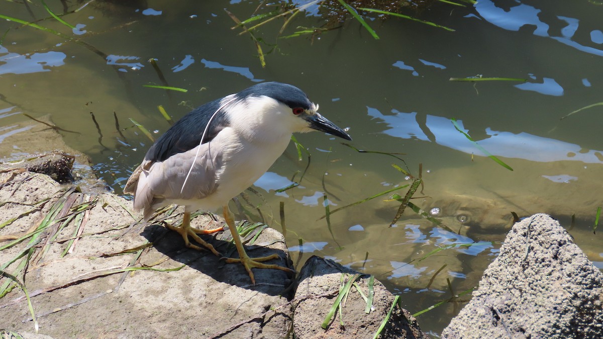 Black-crowned Night Heron - Petra Clayton