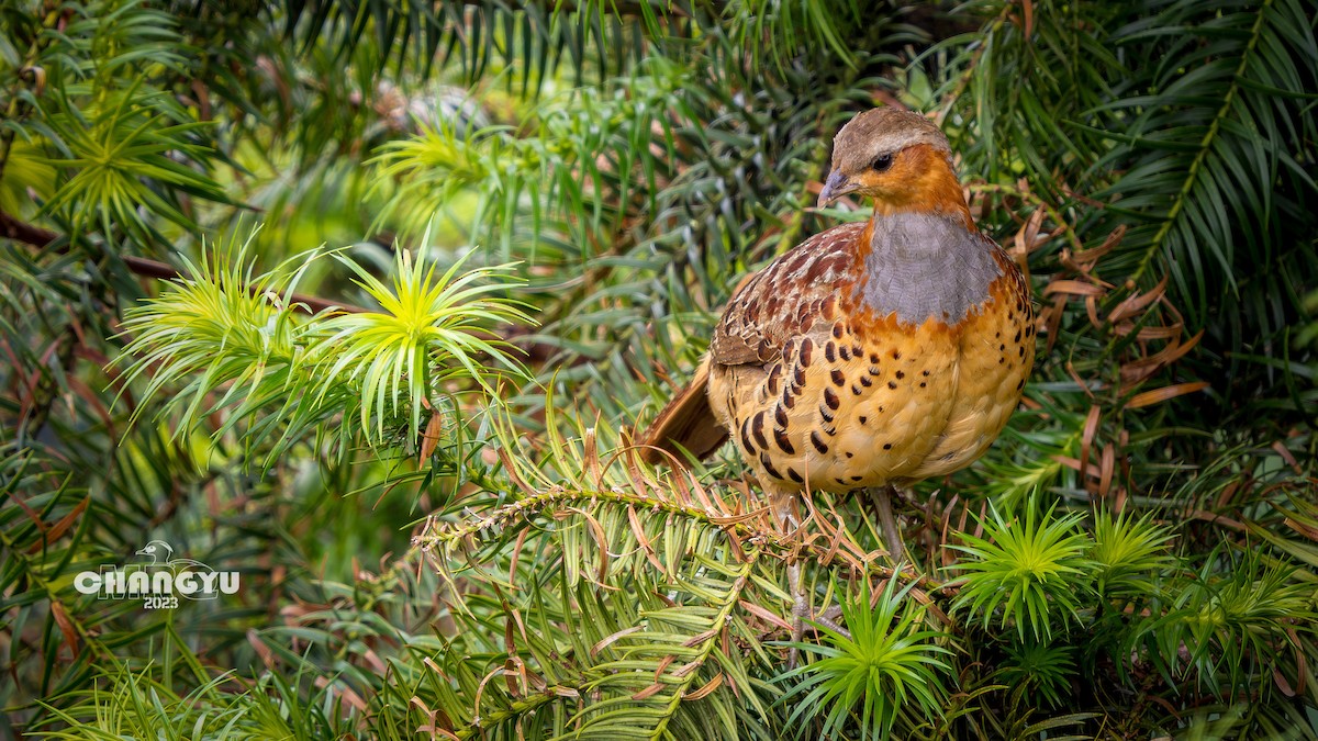 Chinese Bamboo-Partridge - 长御 MRQ