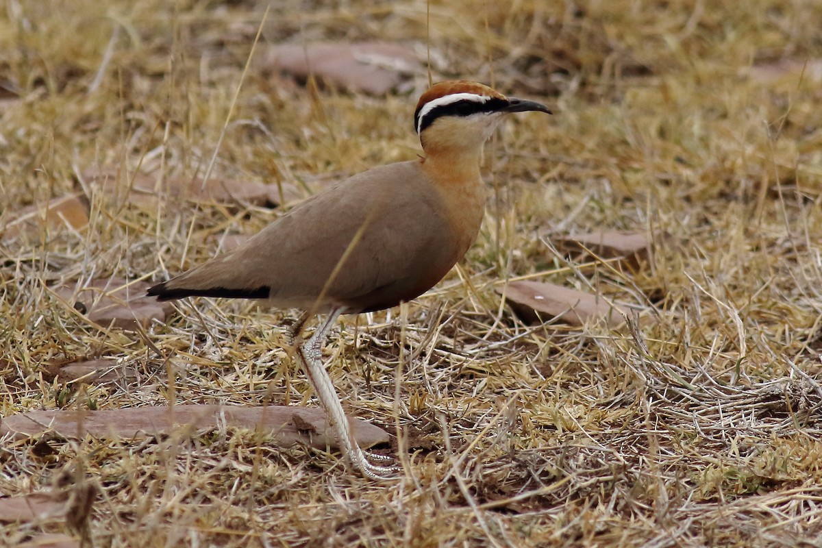 Indian Courser - ML589027941
