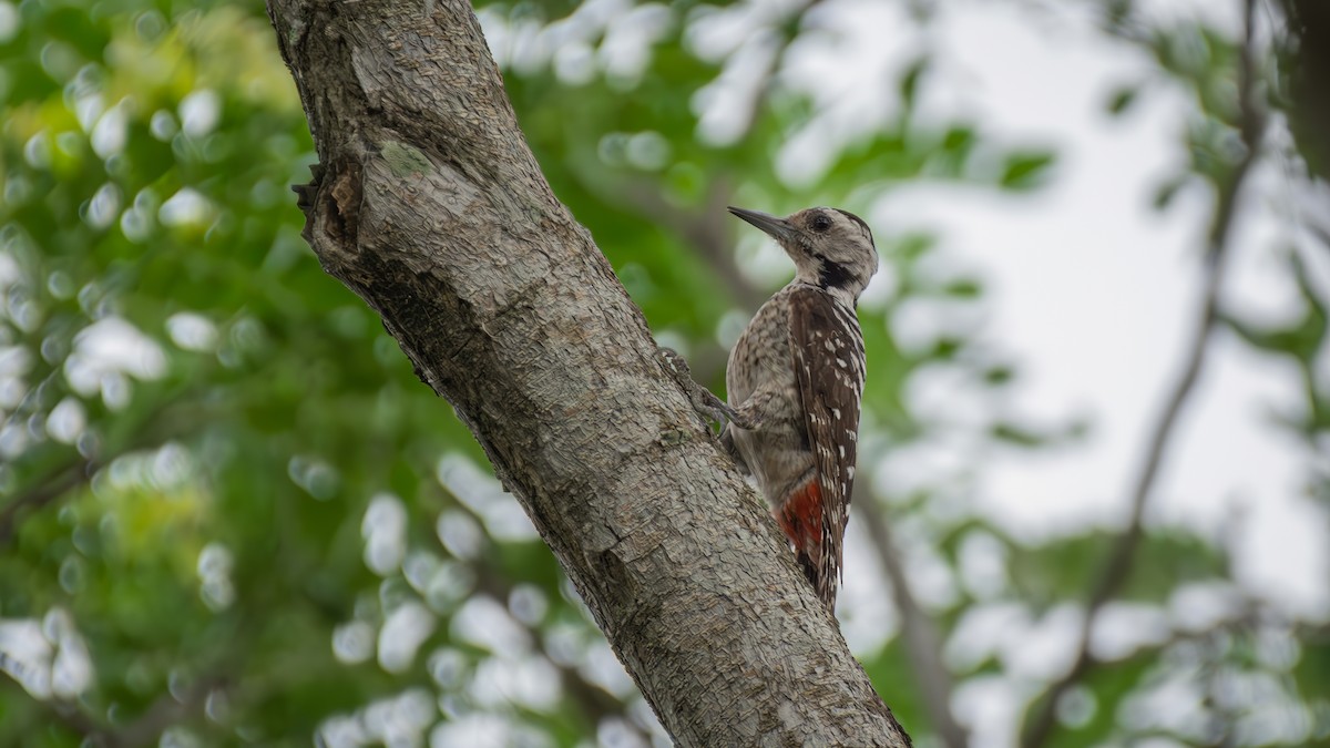 Freckle-breasted Woodpecker - ML589028061