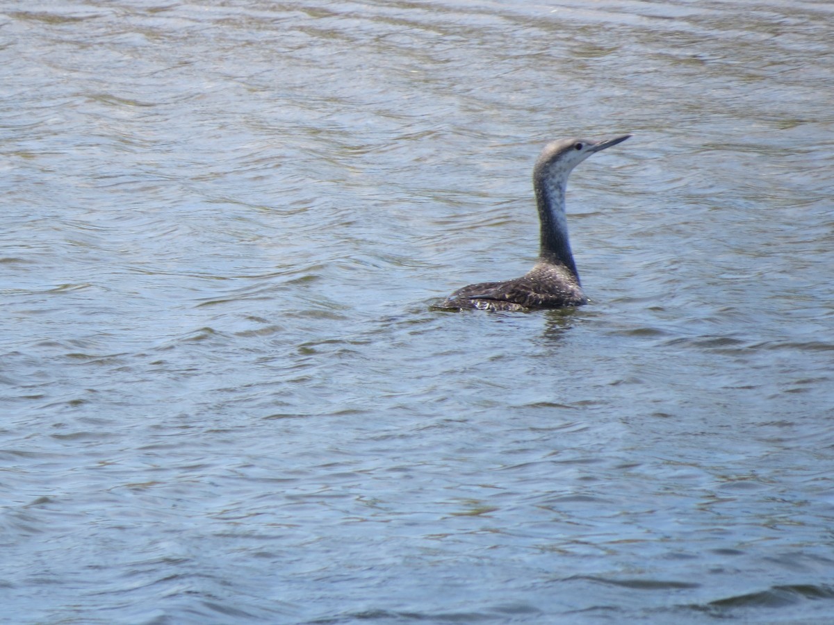 Red-throated Loon - ML58902831