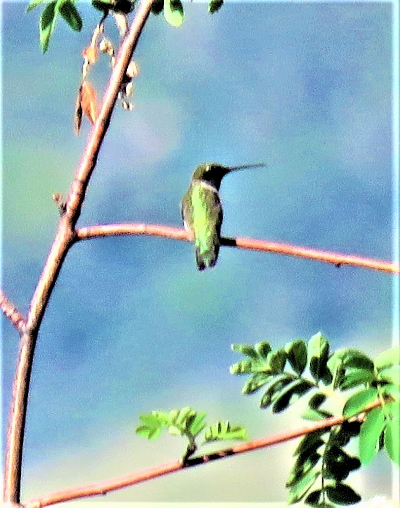 Black-chinned Hummingbird - ML589028461