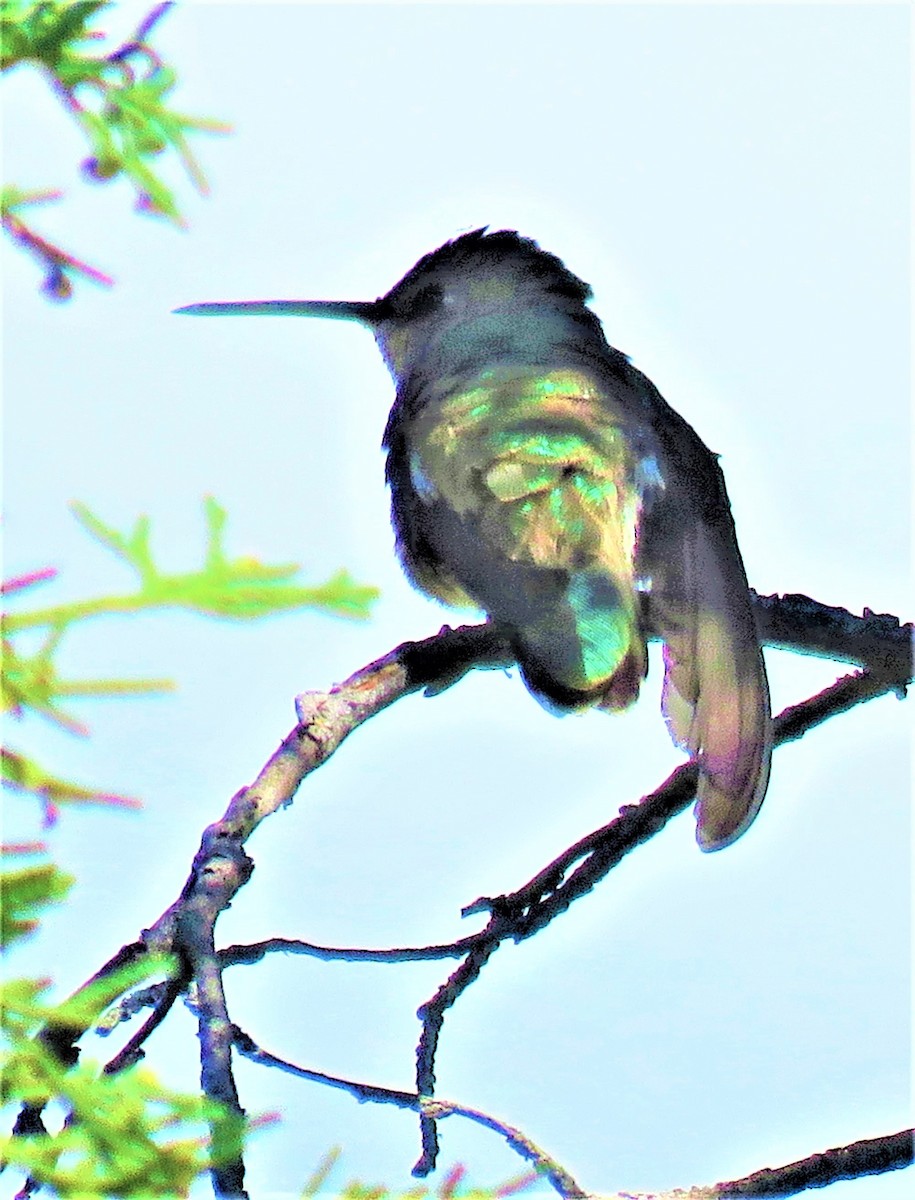 Broad-tailed Hummingbird - ML589028511