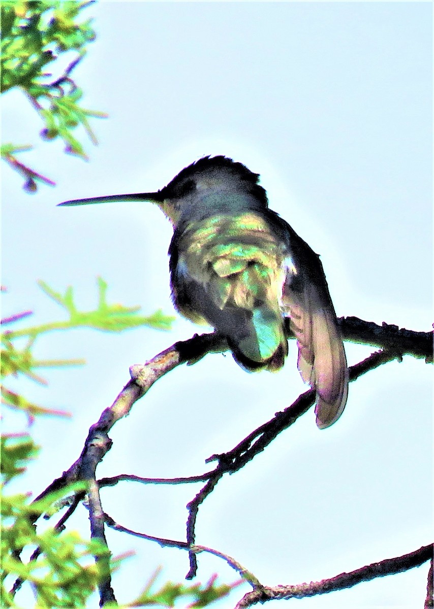 Broad-tailed Hummingbird - ML589028521
