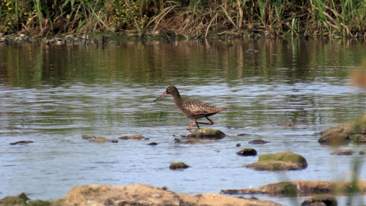 Spotted Redshank - esther camacho moro