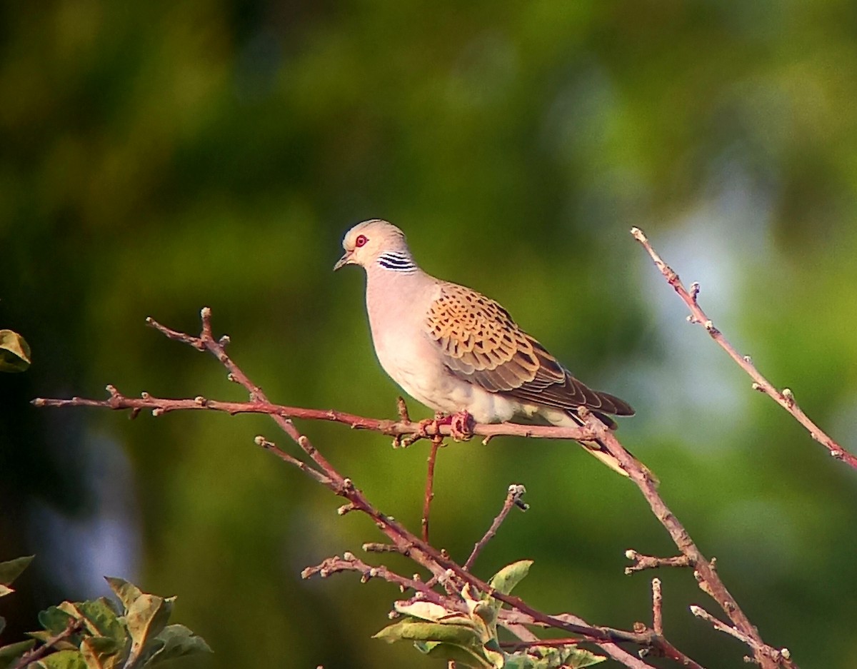 European Turtle-Dove - ML589028961